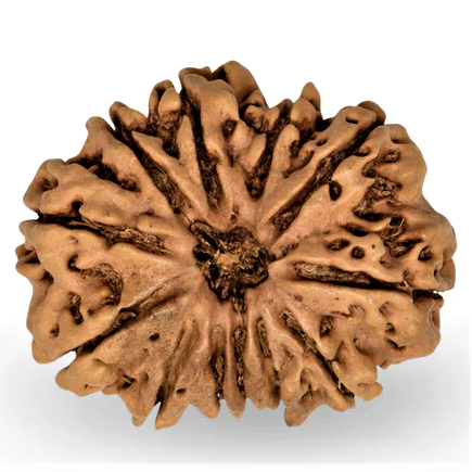 12 Mukhi Rudraksha Origin: Nepal - Image 3