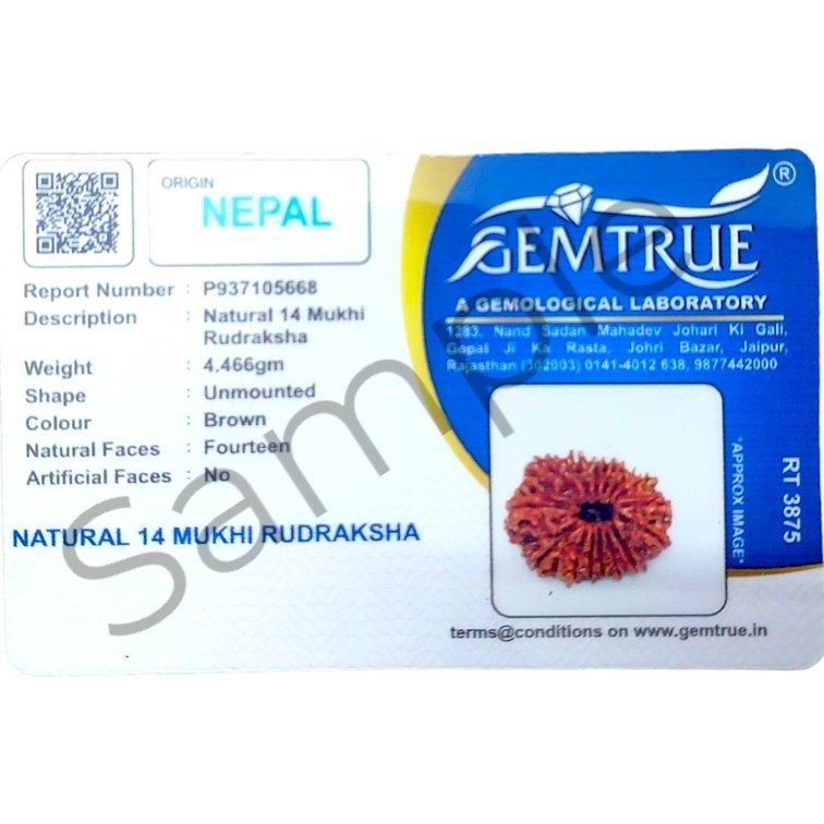 14 Mukhi Rudraksha Origin Nepal - Image 3