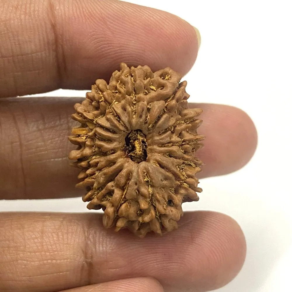 14 Mukhi Rudraksha Origin Nepal - Image 2
