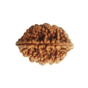 2 Mukhi Natural Rudraksha (India)