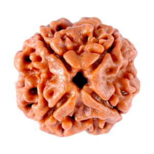 4 Mukhi Nepal Rudraksha (Regular Size)