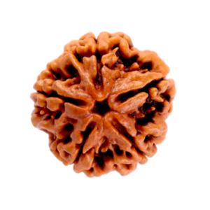 5 Mukhi Nepal Rudraksha (Regular Size)