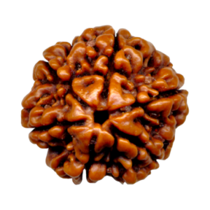 6 Mukhi Nepal Rudraksha (Collector, Premium)