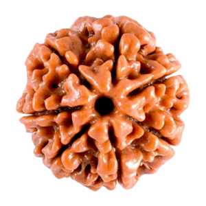 7 Mukhi Nepal Rudraksha (Regular Size)