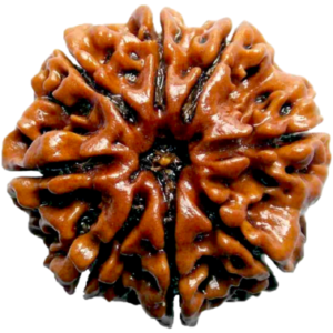 8 Mukhi Nepal Rudraksha (Regular Size)
