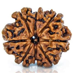 8 Mukhi Nepal Rudraksha (Collector, Premium)