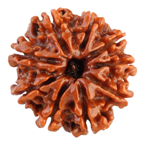 9 Mukhi Nepal Rudraksha (Collector, Premium)