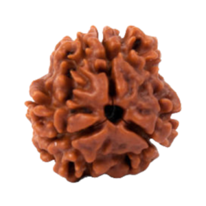 3 Mukhi Nepal Rudraksha (Regular Size)