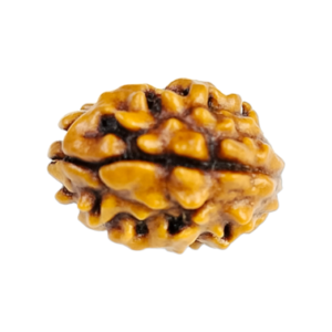 2 Mukhi Nepal Rudraksha (Medium Size)