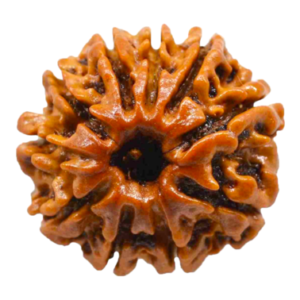 10 Mukhi Rudraksha Nepal Premium Quality