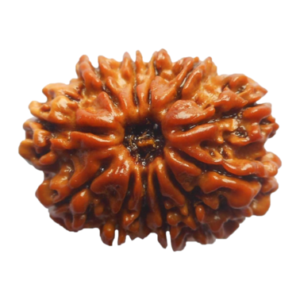 12 Mukhi Rudraksha Premium-Origin: Nepal