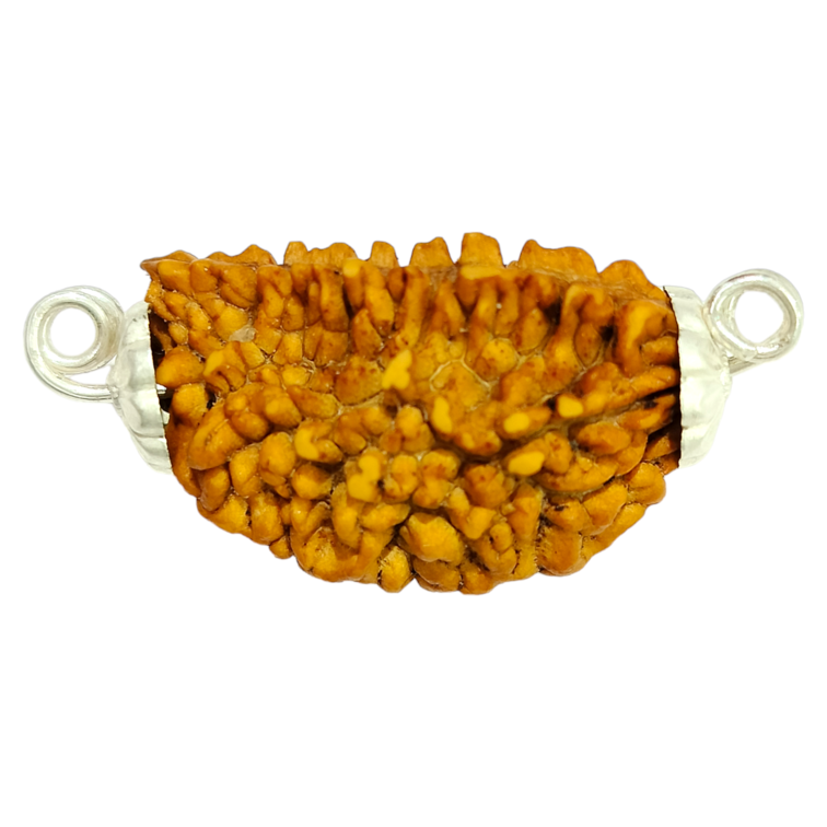 1 Mukhi Rudraksha: South India with Silver Capping