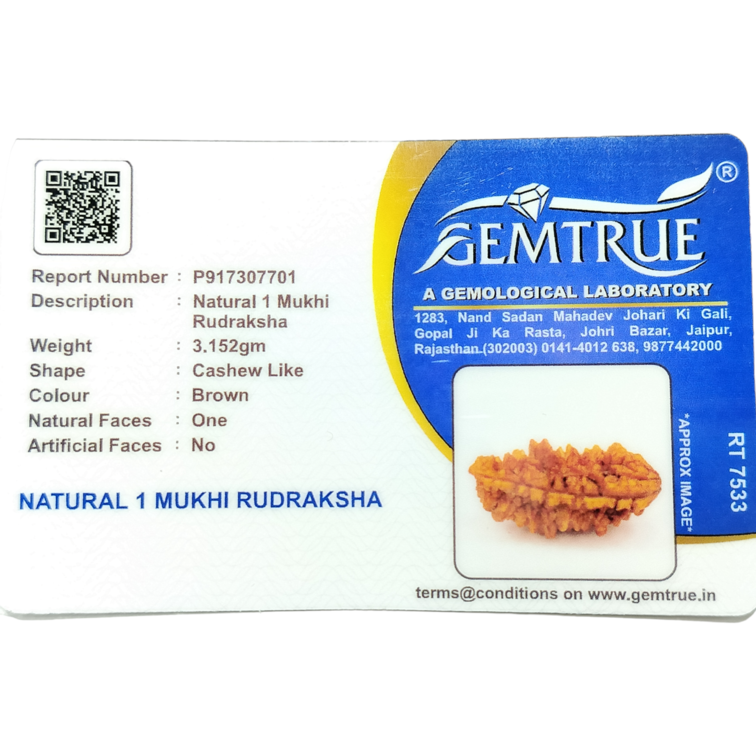 1 Mukhi Rudraksha: South India with Silver Capping - Image 2