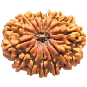 14 Mukhi Rudraksha Origin Nepal