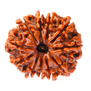 11 Mukhi Nepal Rudraksha- Regular Size