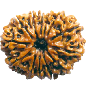 13 Mukhi Nepal Rudraksha Premium Big Size